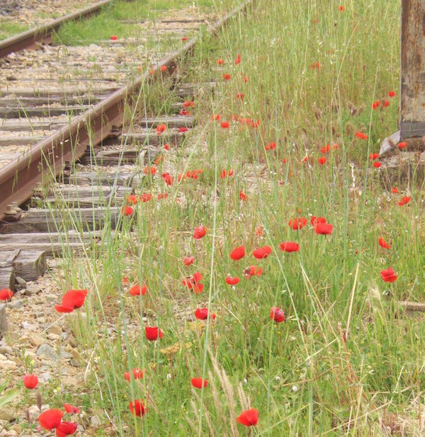 MyFrenchLife™ - MyFrenchLife.org - Exploring Provence - Jan Leishman - World War One - poppies along train line