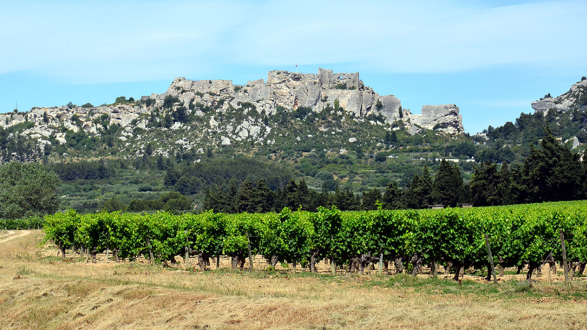 MyFrenchLife™ - 28 days in Provence - vineyards - MyFrenchLife.org