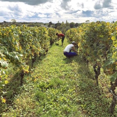 MyFrenchLife™ – MyFrenchLife.org – sauternes wine - harvest