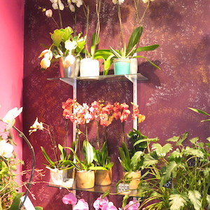 MyFrenchLife™ - florists in Paris - Rêve